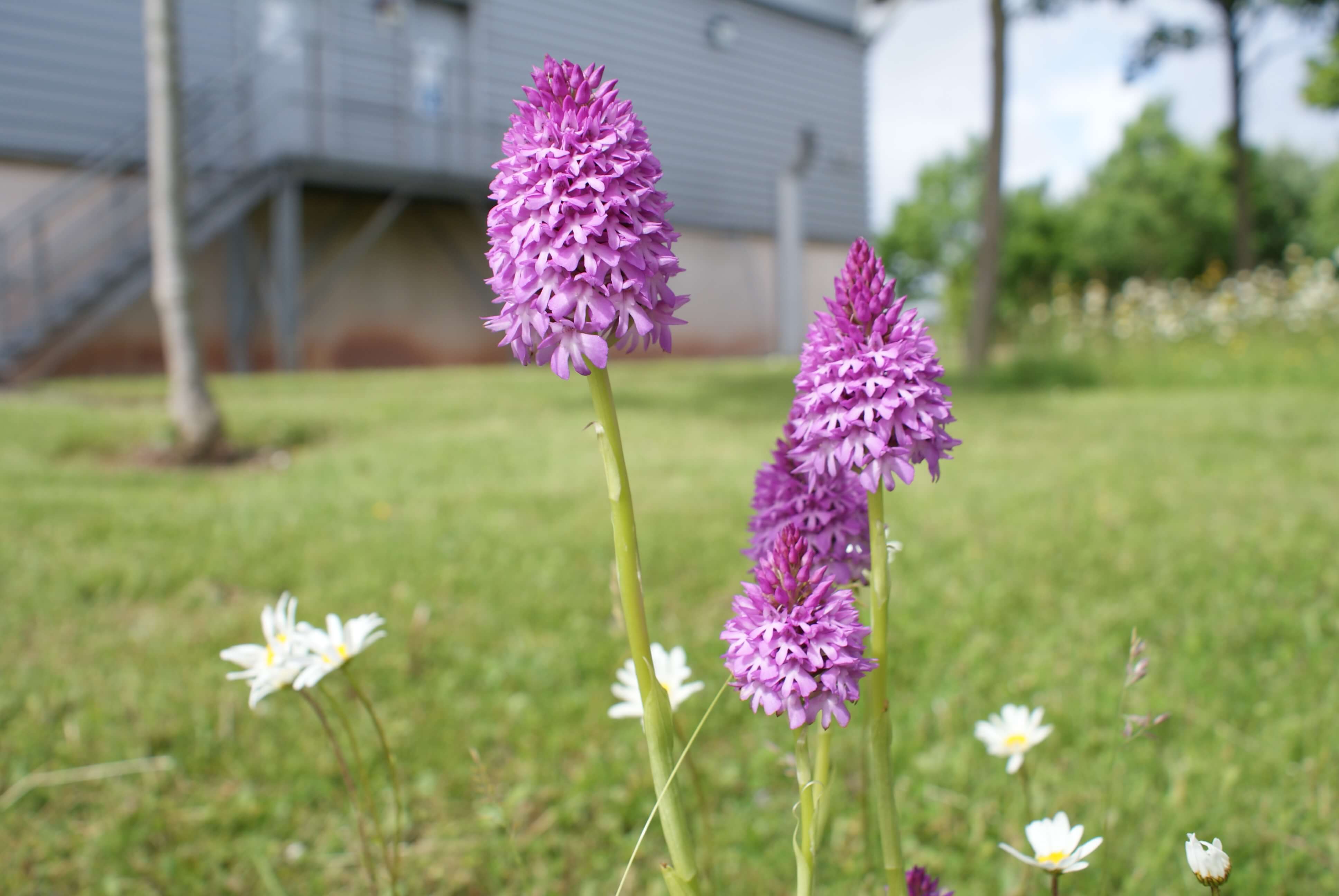 Pyramidal orchid